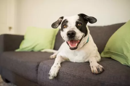 Happy dog indoors